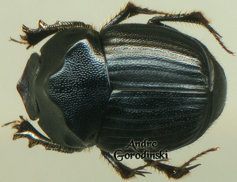 http://www.gorodinski.ru/copr/Onthophagus zavreli.jpg